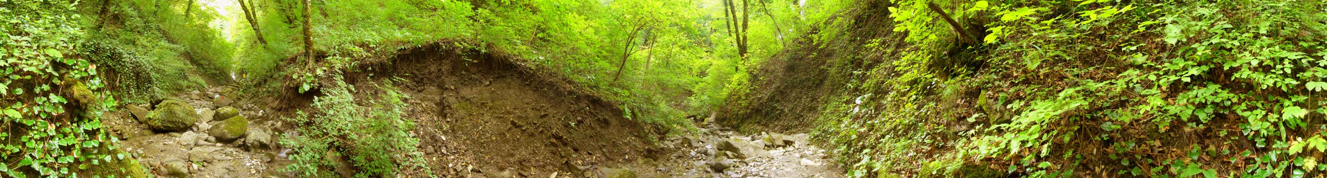 Колхидский лес - круговая панорама