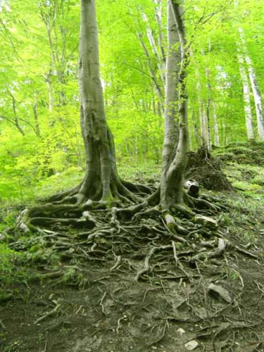 Танцующее дерево